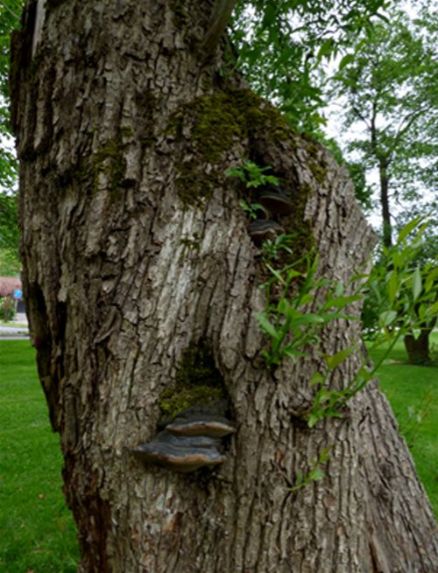 Several mature brackets indicate a column of dysfunction from an old stem removal in Kungalv, Sweden